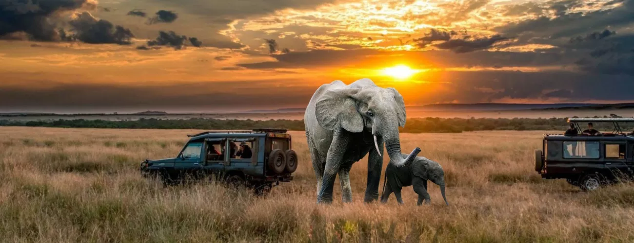 Cameras To Bring On Africa Safari