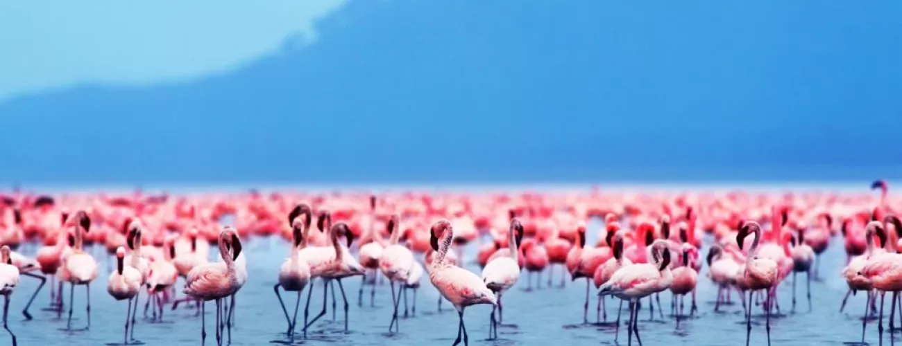 Do You Know Where To See Pretty Pink Flamingos In Tanzania 