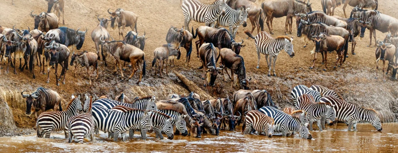 When Is The Best Time To Go On A Migration Safari?