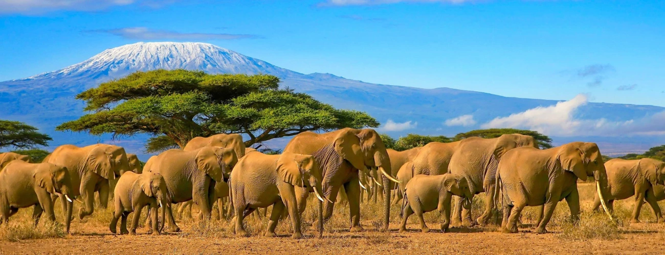 55 Best Activities to Do in Kenya