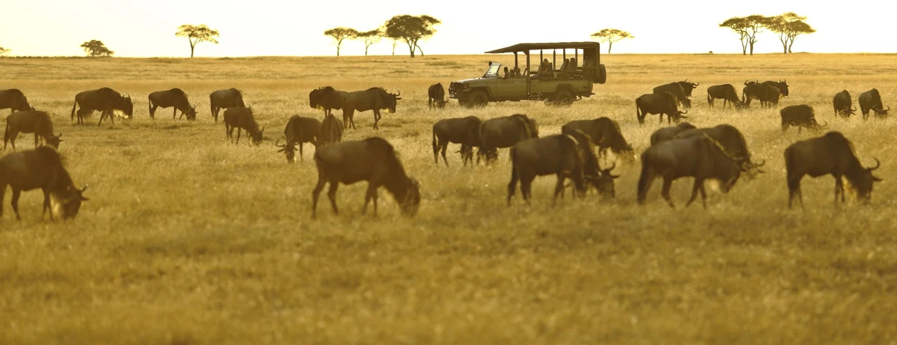 Safari Bucket Showers