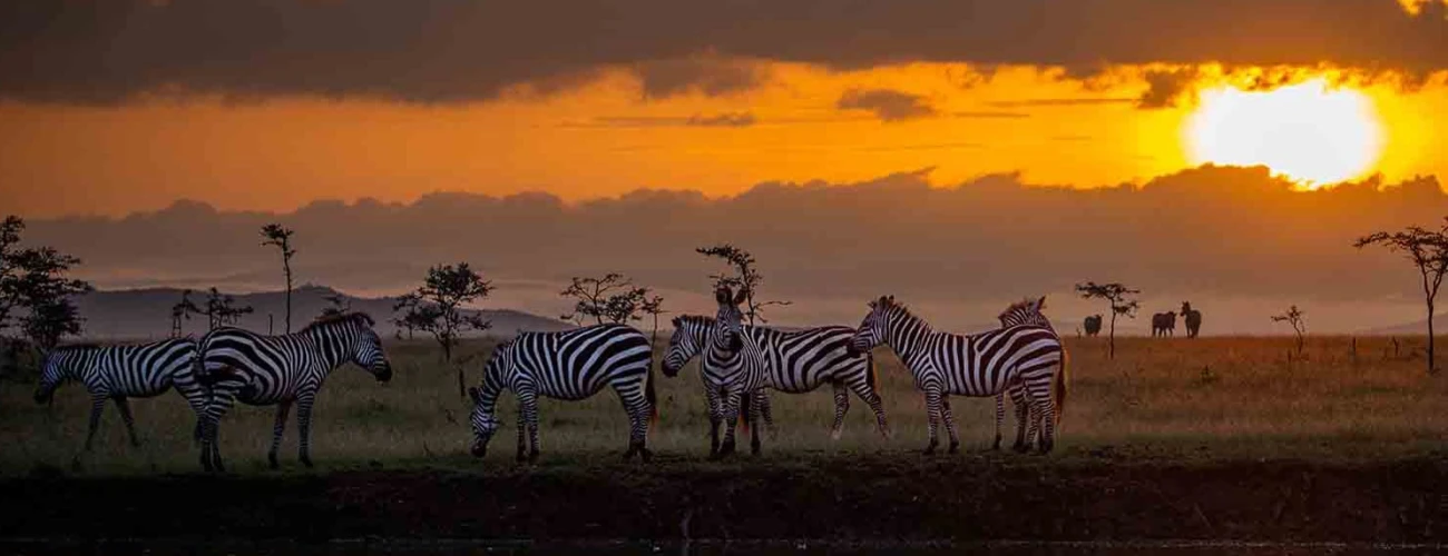 Old School Africa Safari