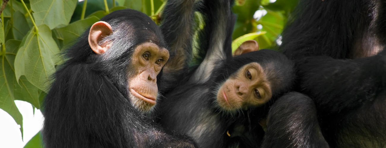 Chimpanzee Trekking