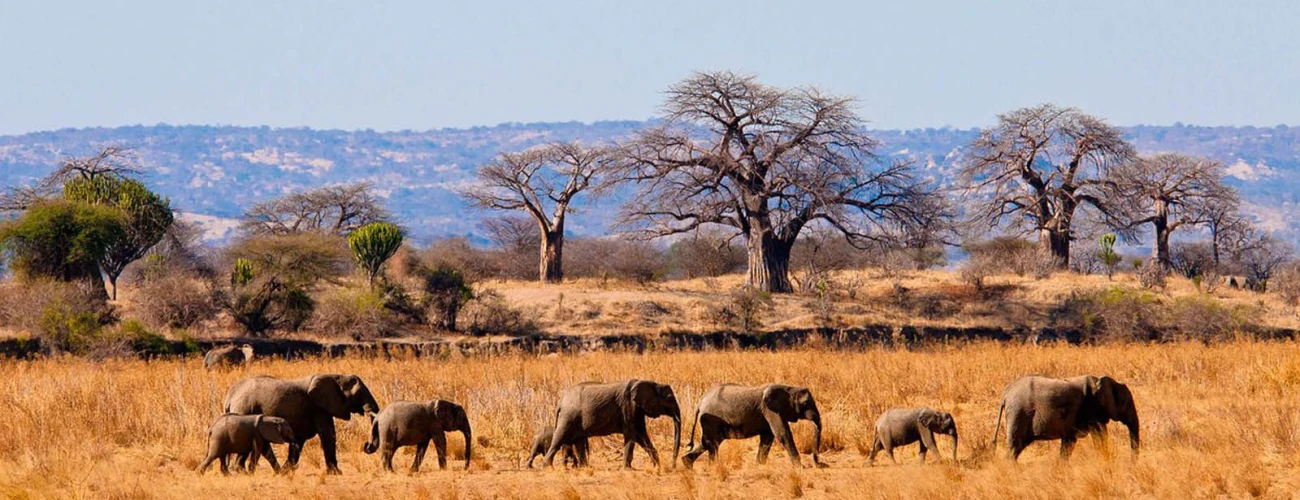 Baobab Tree in Tarangire National Park