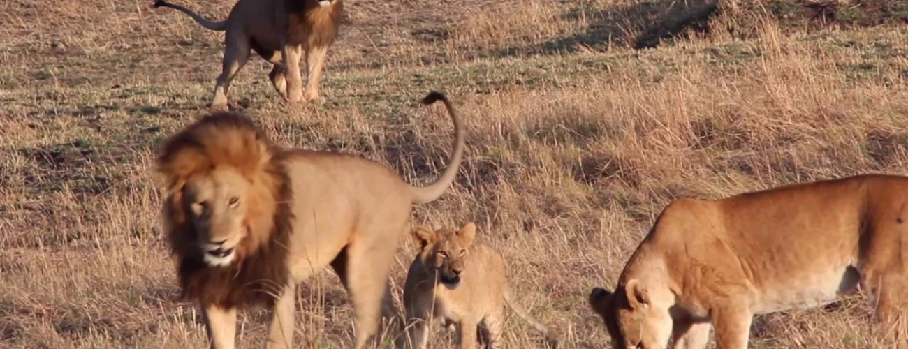 Big Five of Serengeti