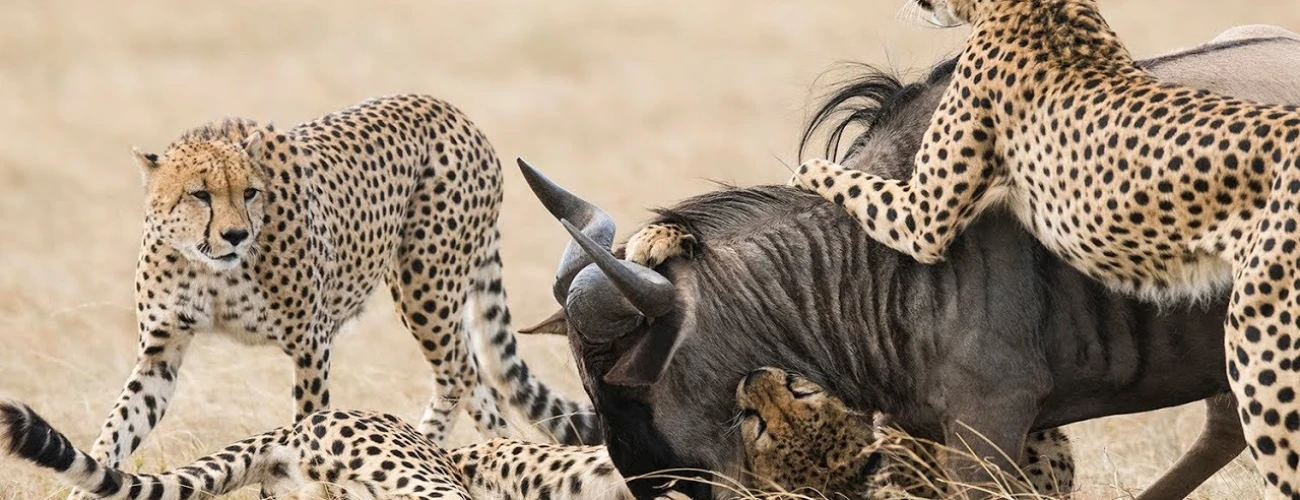 Cheetahs of the Serengeti