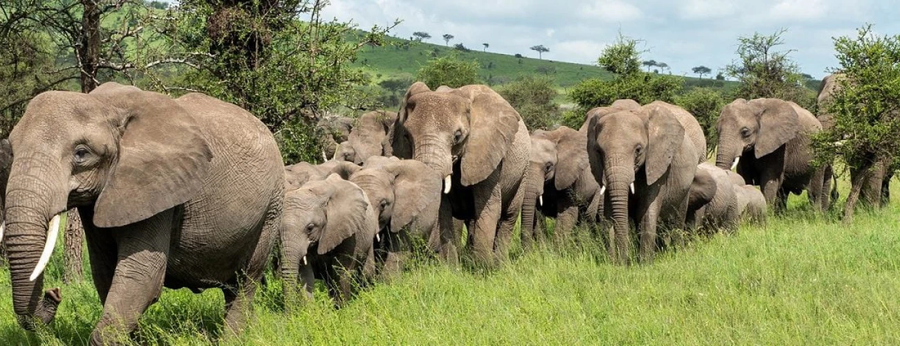 Elephants in Tarangire National Park