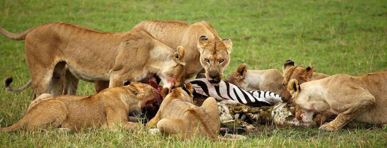 Southern Serengeti 