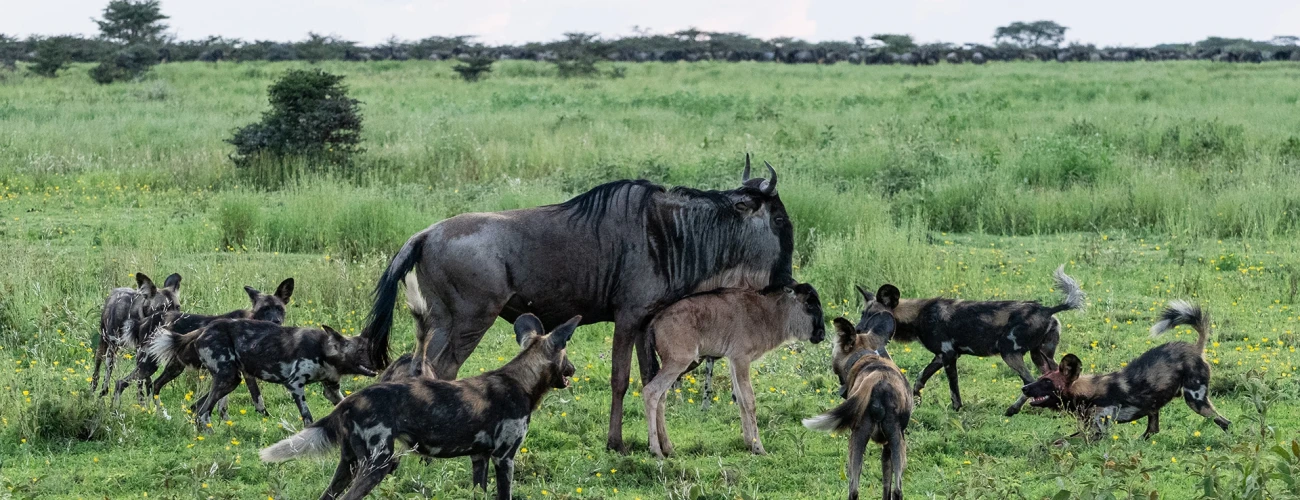 Southern Serengeti 