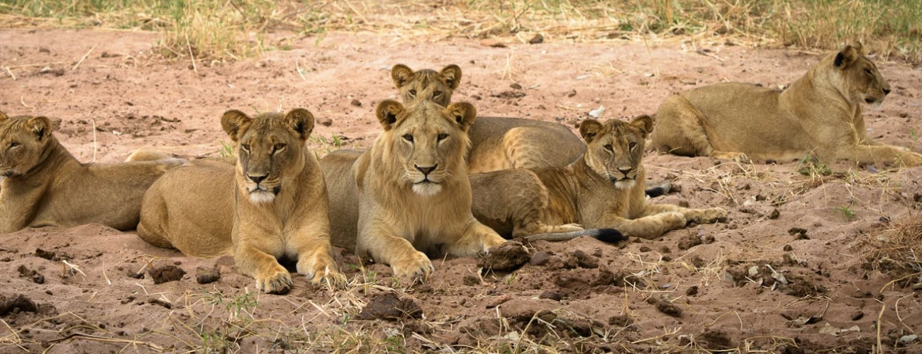 Unique Facts about Tarangire National Park