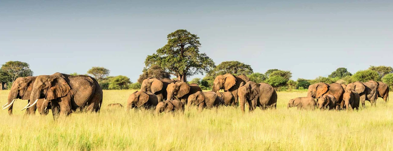 Unique Facts about Tarangire National Park