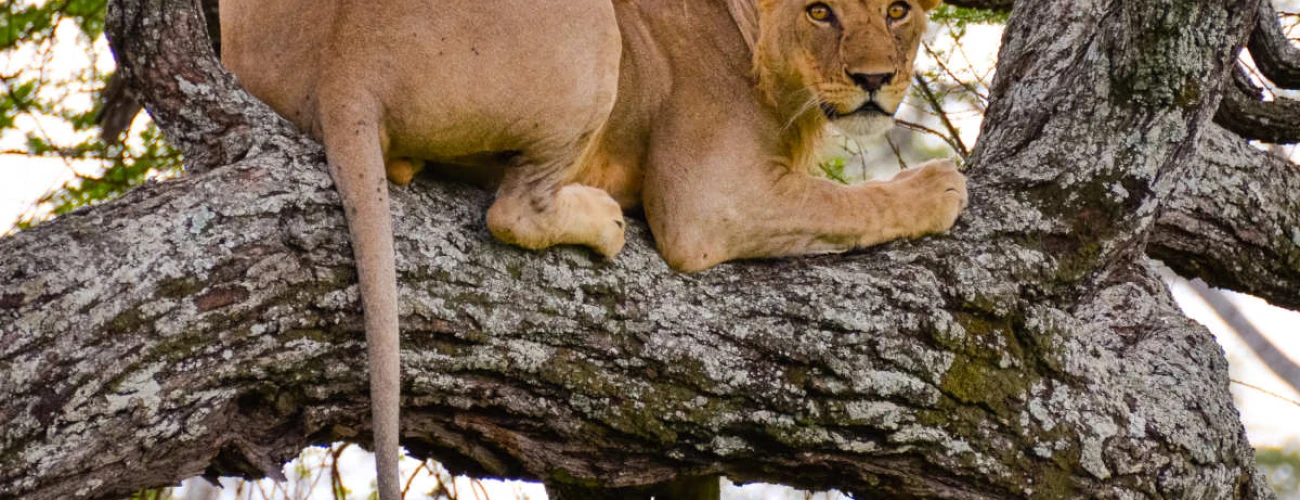 Wildlife in Tarangire National Park