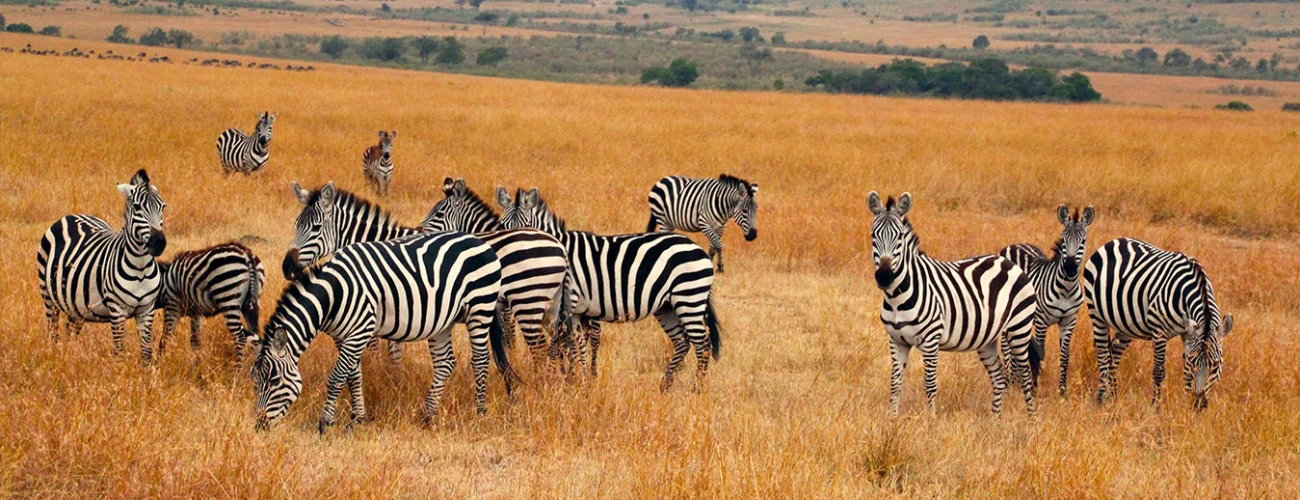 Wildlife in Tarangire National Park