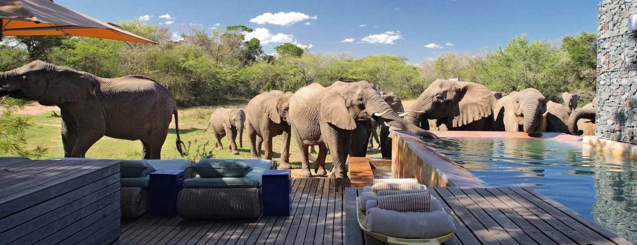 Why you should consider going on a luxury safari