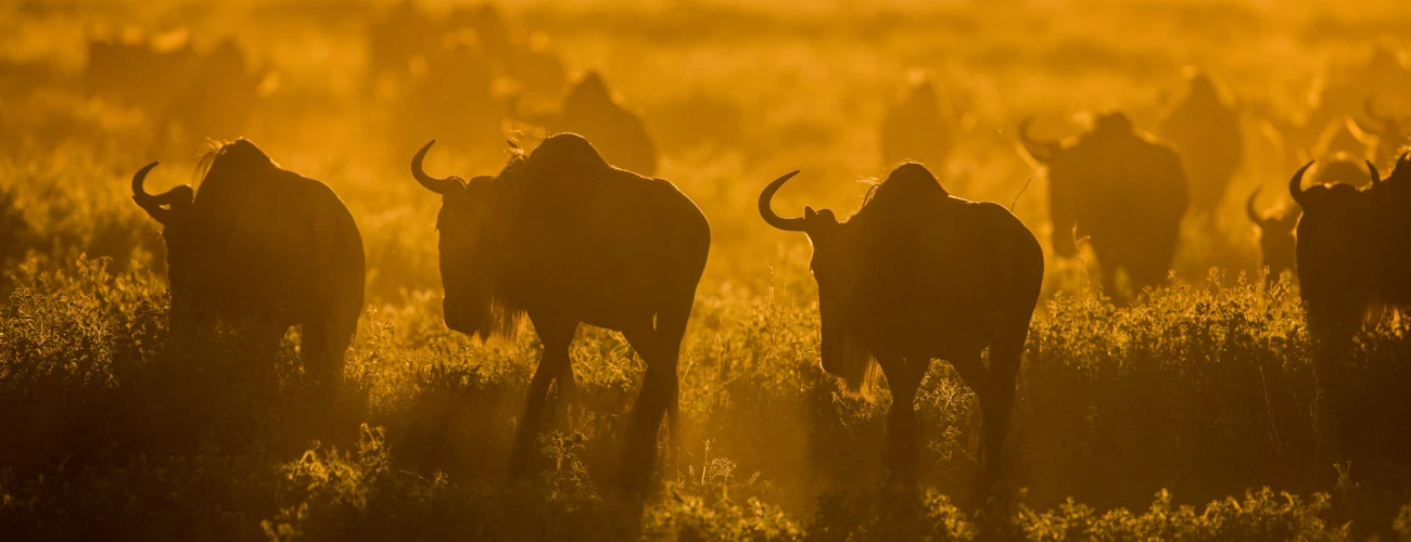 Why the Serengeti Stands as Africa’s Crown Jewel