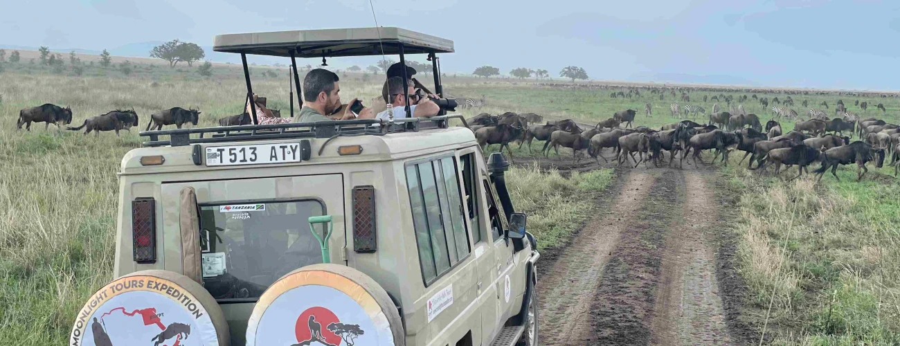 The Unique Safari Experience in Ndutu with Moonlight Tours Expedition: Off-Road Adventures & Immersive Wildlife Encounters