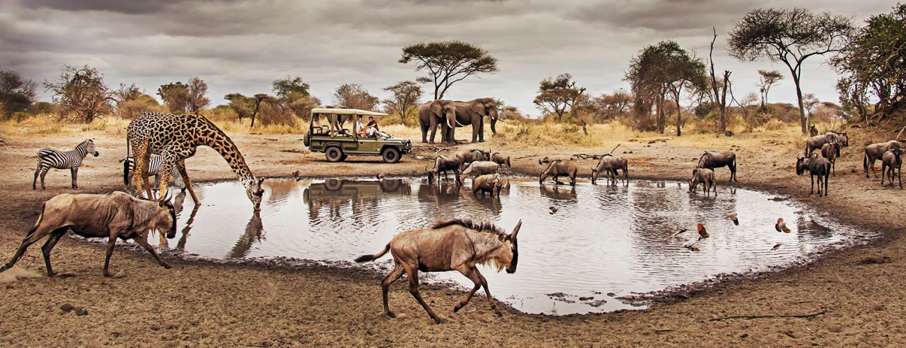  Diverse Wildlife on Your Tanzania Safari with Moonlight Tours Expedition