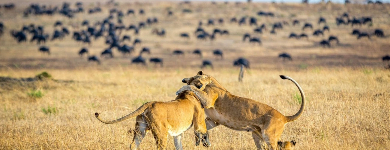  Diverse Wildlife on Your Tanzania S