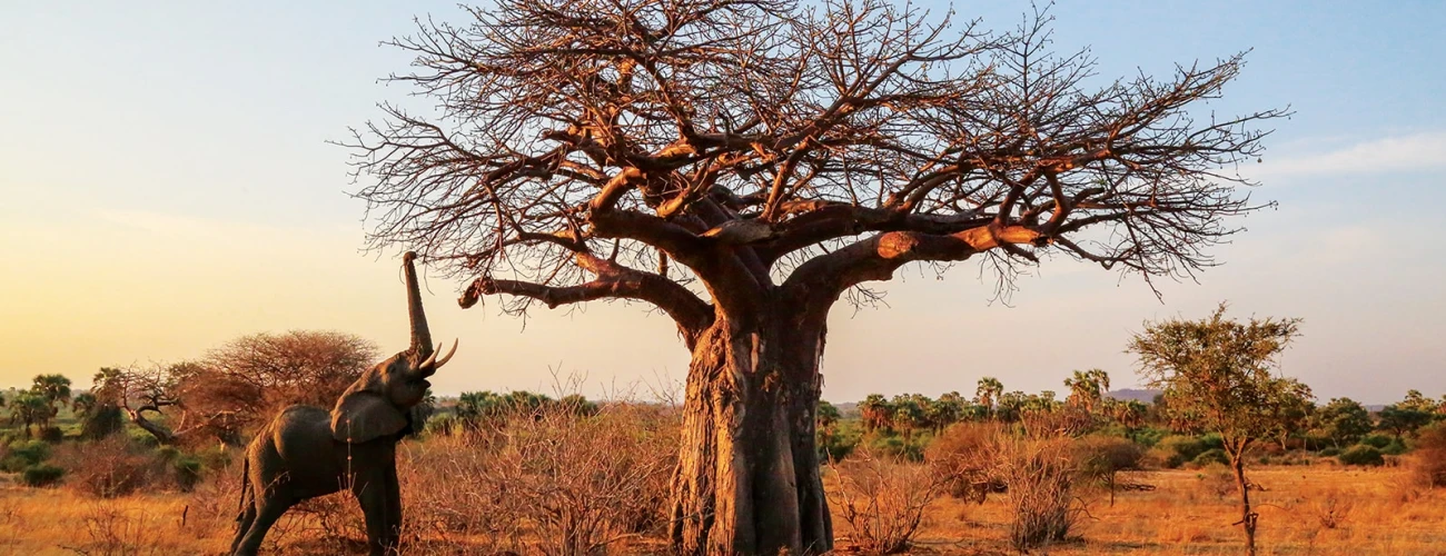 A Focus on Conservation and Sustainability – Ruaha National Park