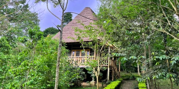 Bugoma Jungle Lodge