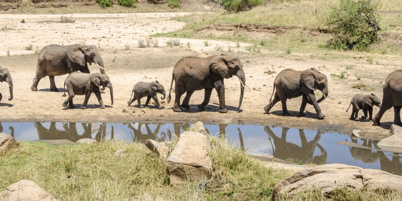 Tarangire national park