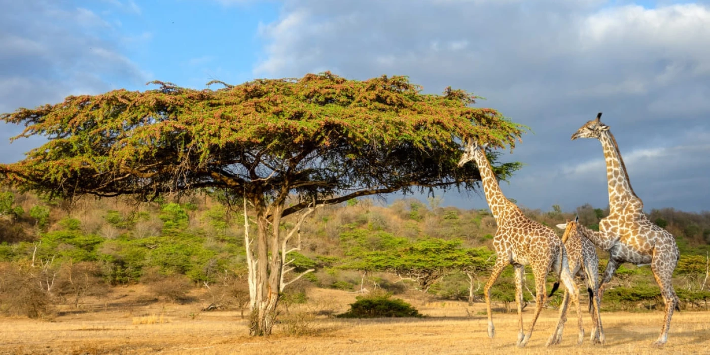 Nyerere national park