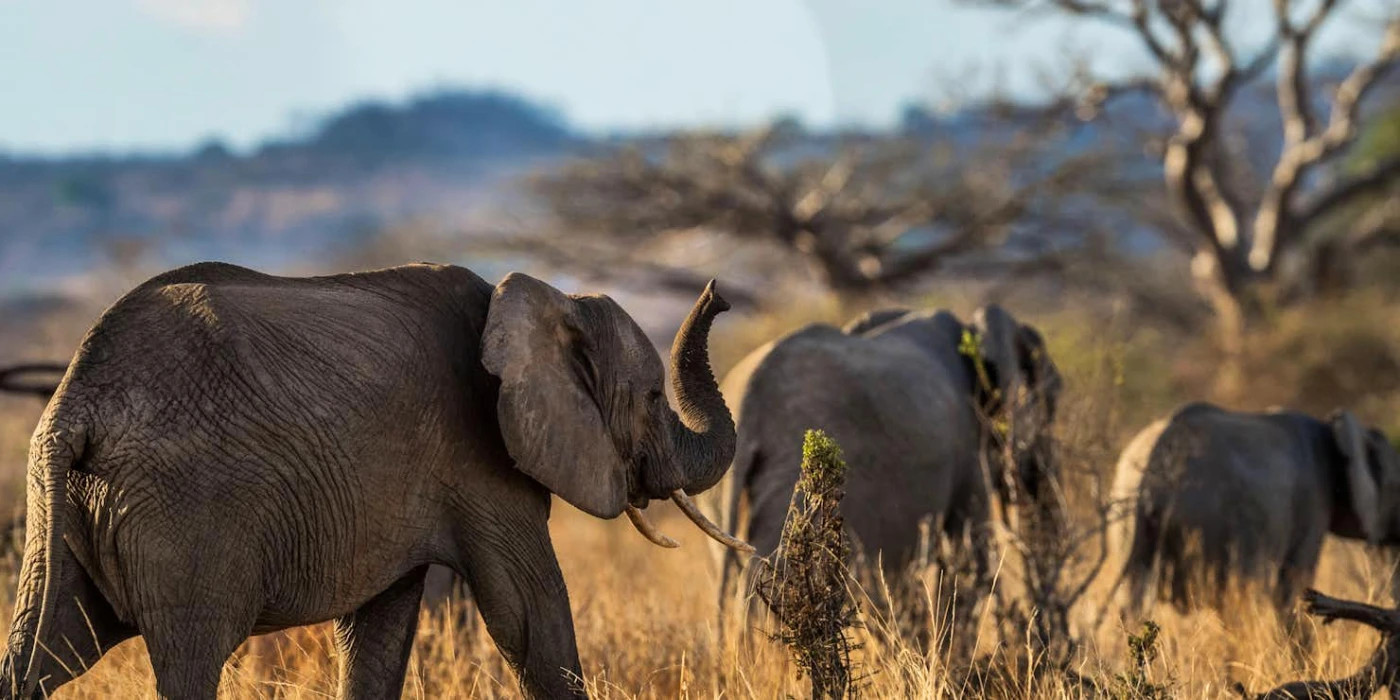 Ruaha national park