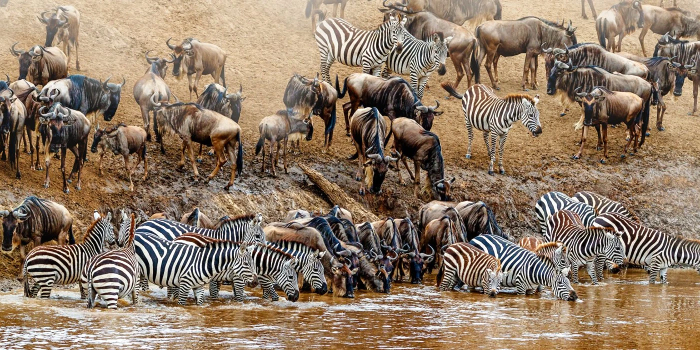 Serengeti national park