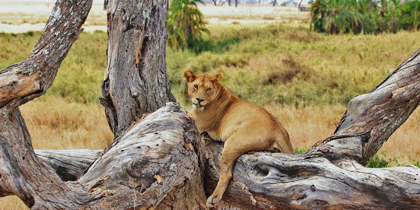 Nyerere national park