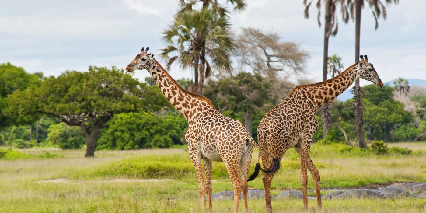 Katavi national park