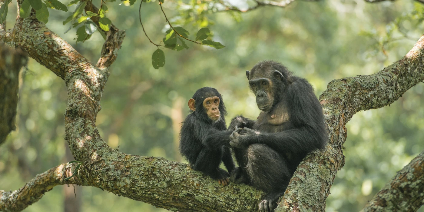 Gombe national park