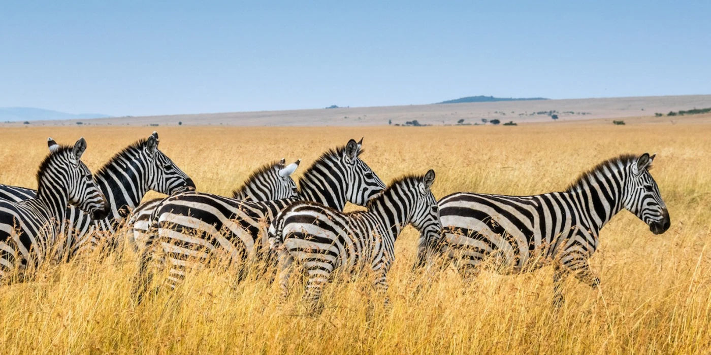 Mikumi national park