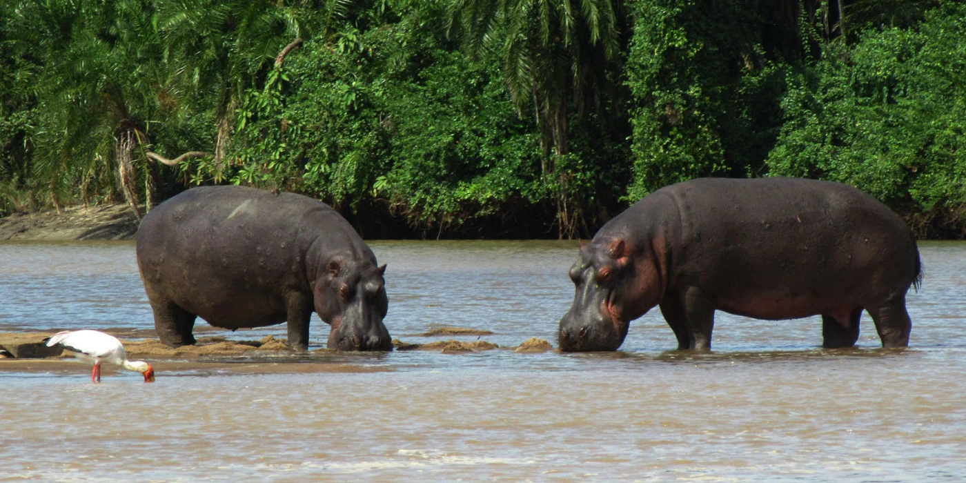 Saadani national park