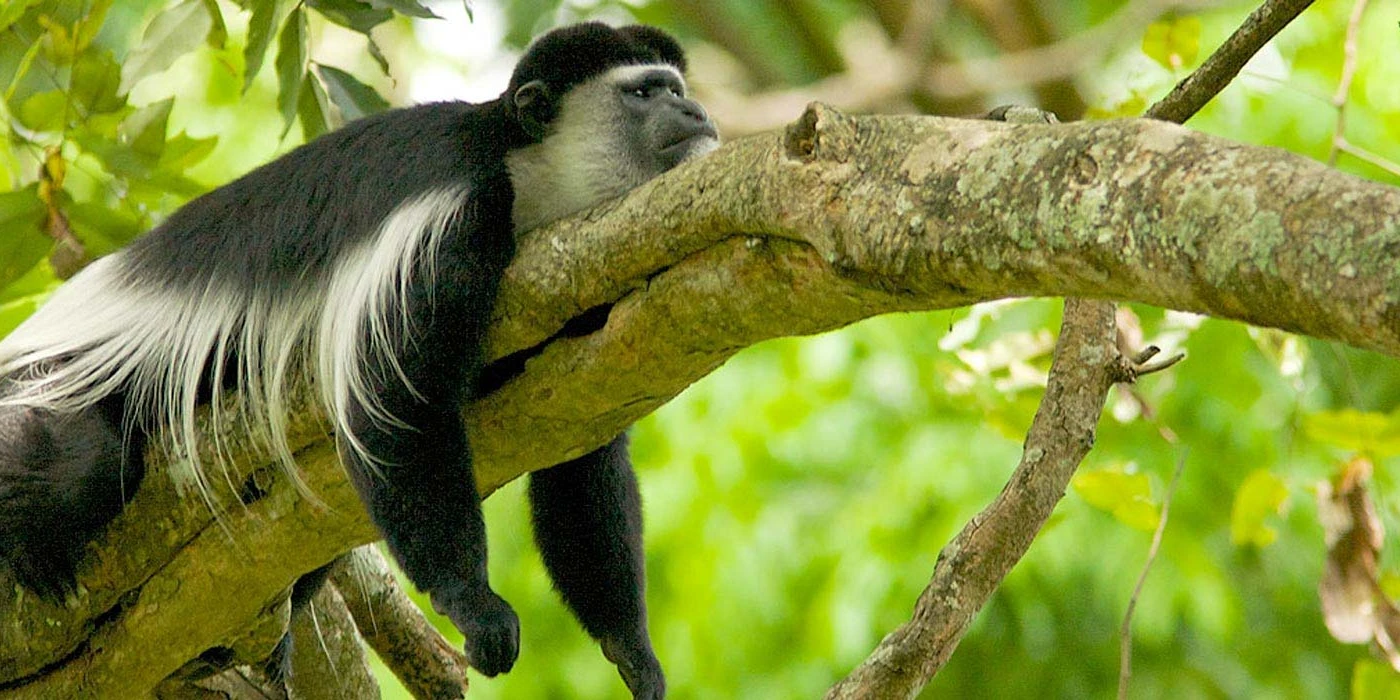 Arusha national park