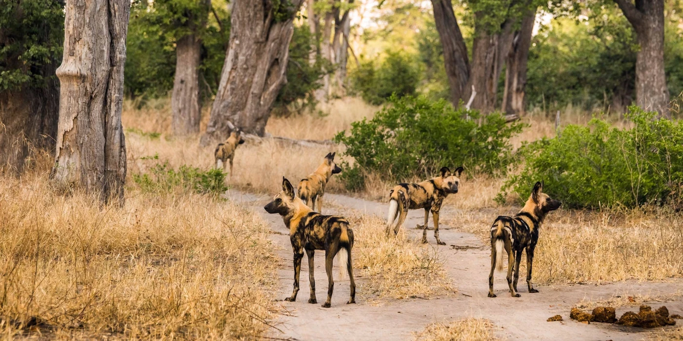 Moremi game reserve