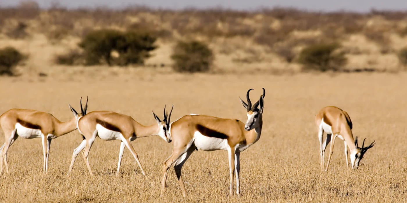 Central kalahari game reserve