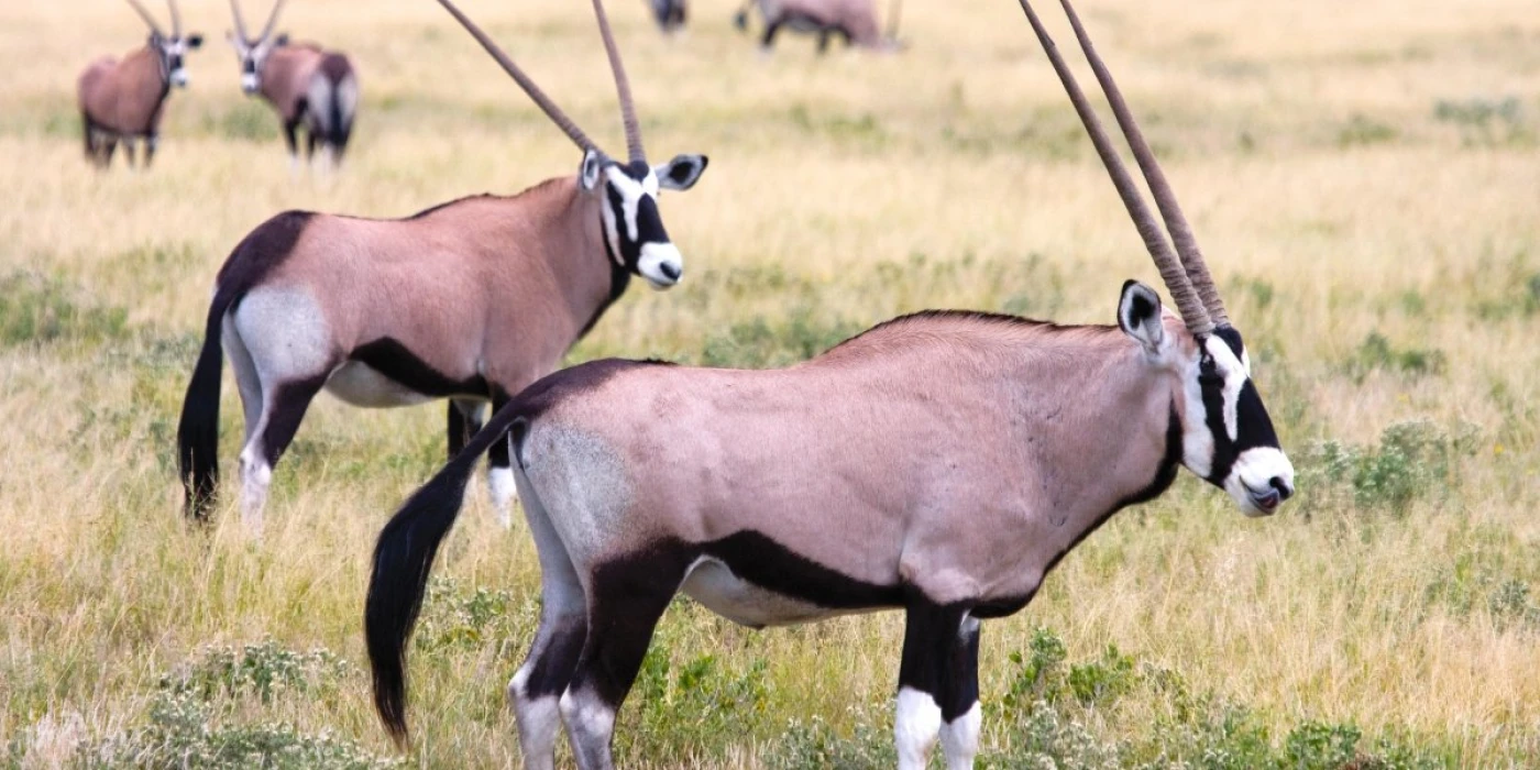 Khutse game reserve