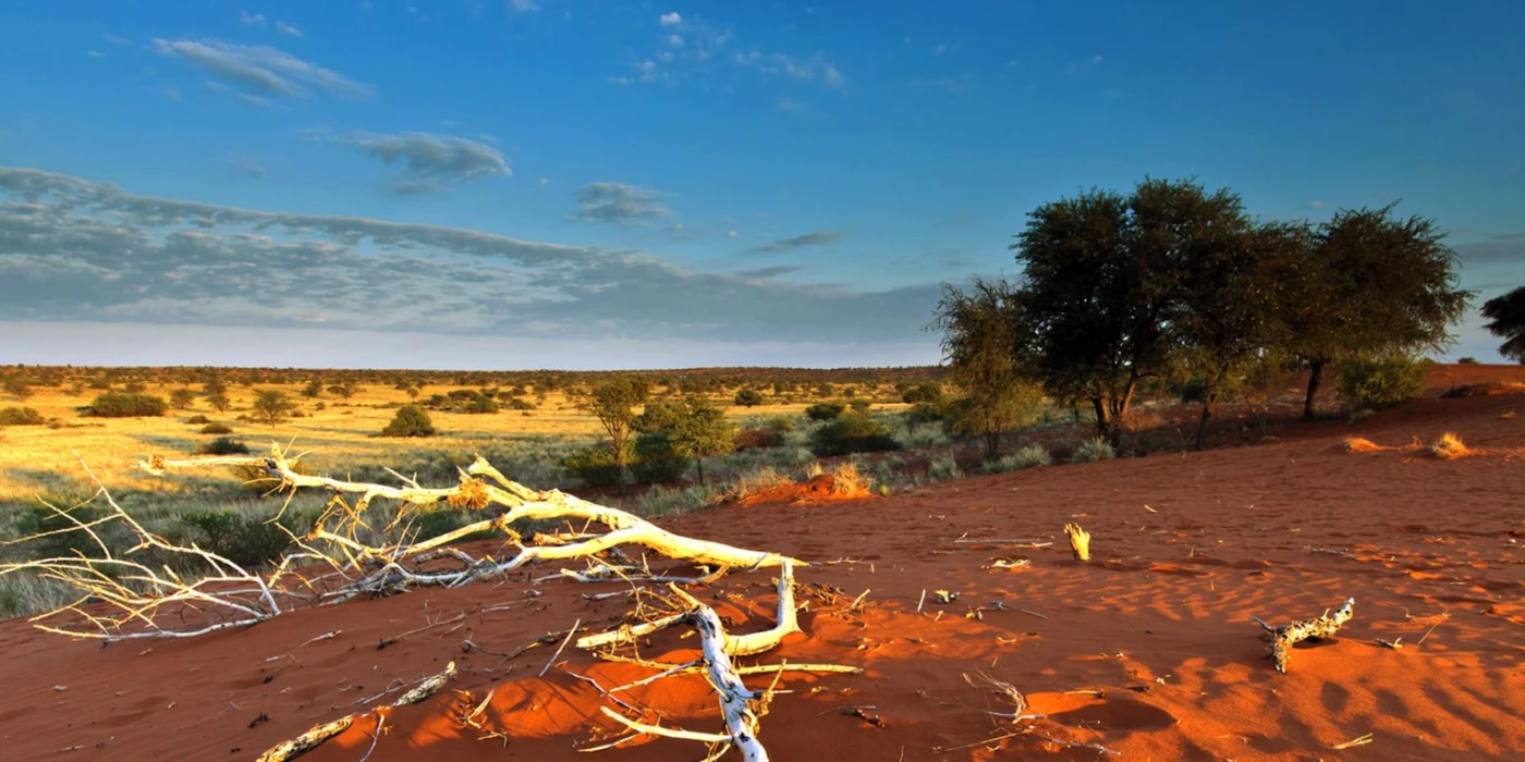 Kgalagadi transfrontier park