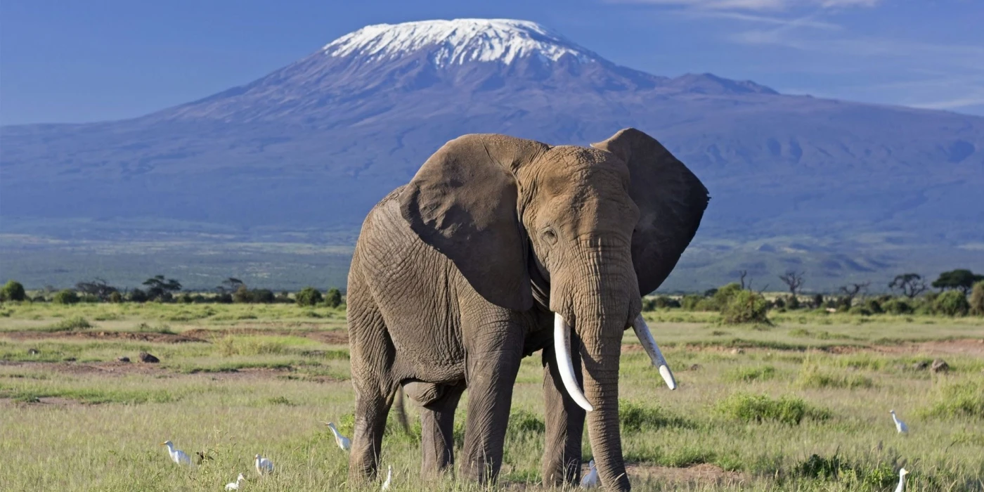 Amboseli national park