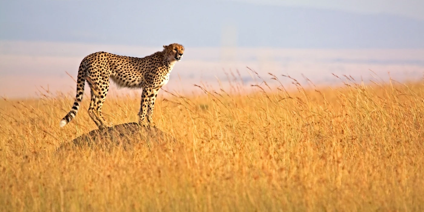 Masai mara game reserve