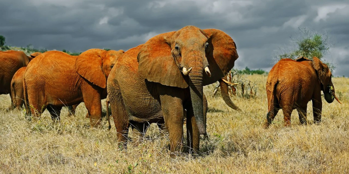 Tsavo east national park