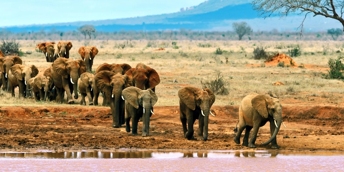 Tsavo west national park