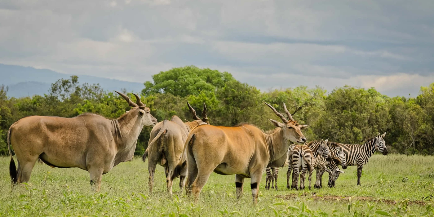 Aberdare national park