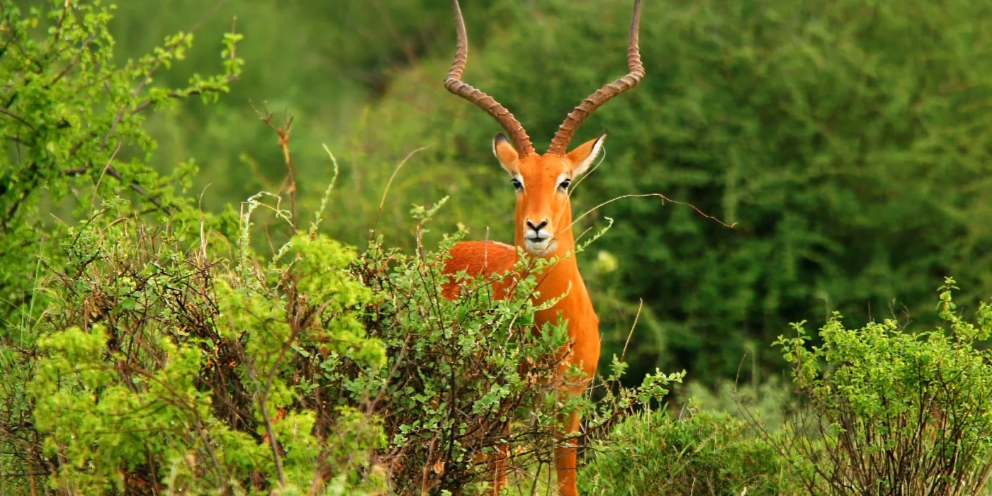 Arabuko sokoke forest reserve