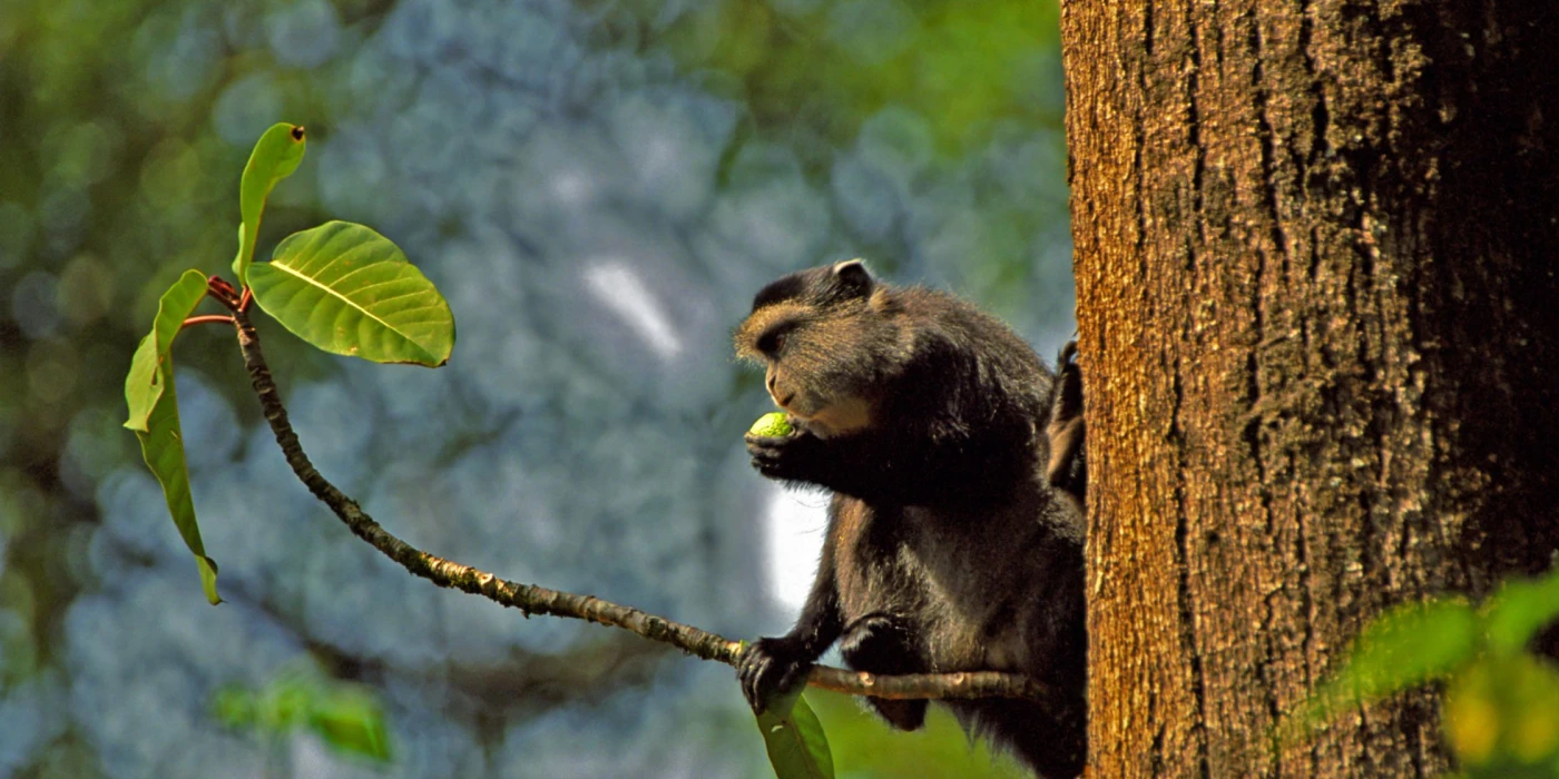 Kakamega forest national reserve