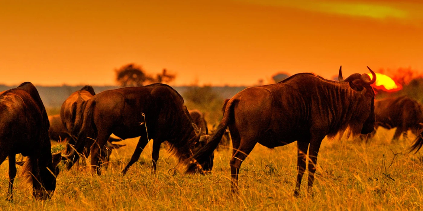 Naboisho conservancy