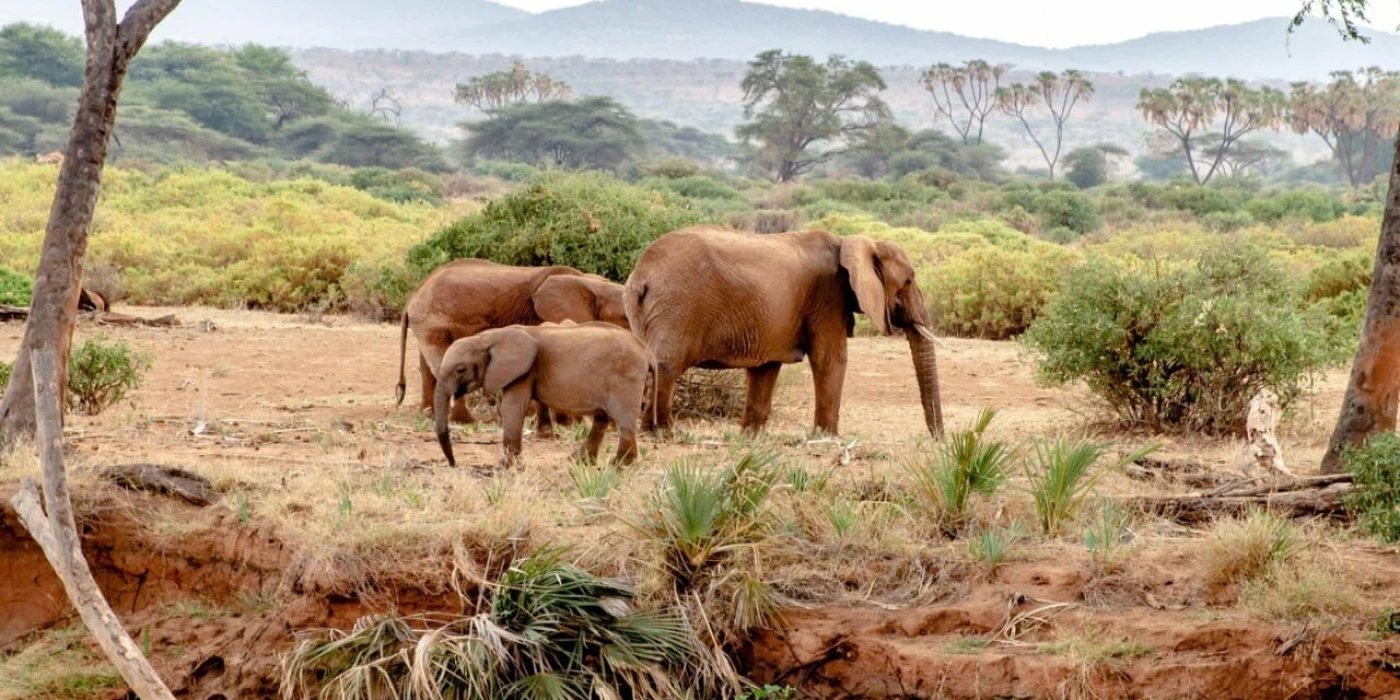 Marsabit national park