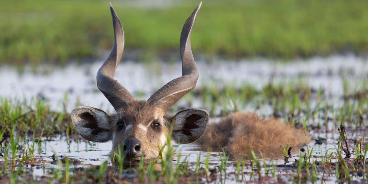 Saiwa swamp national park