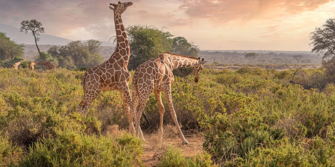 Shaba national reserve