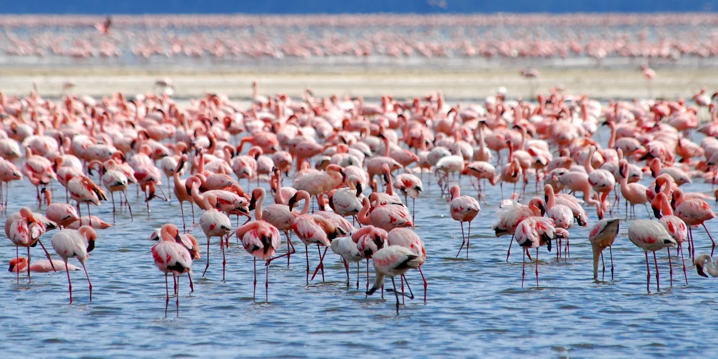 Lake nakuru national park